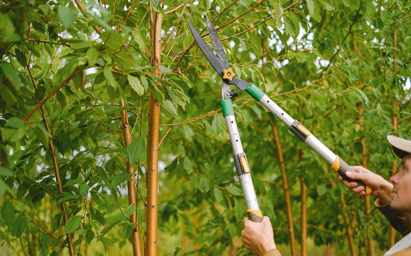 Tree trimming in Greenfield Center, NY